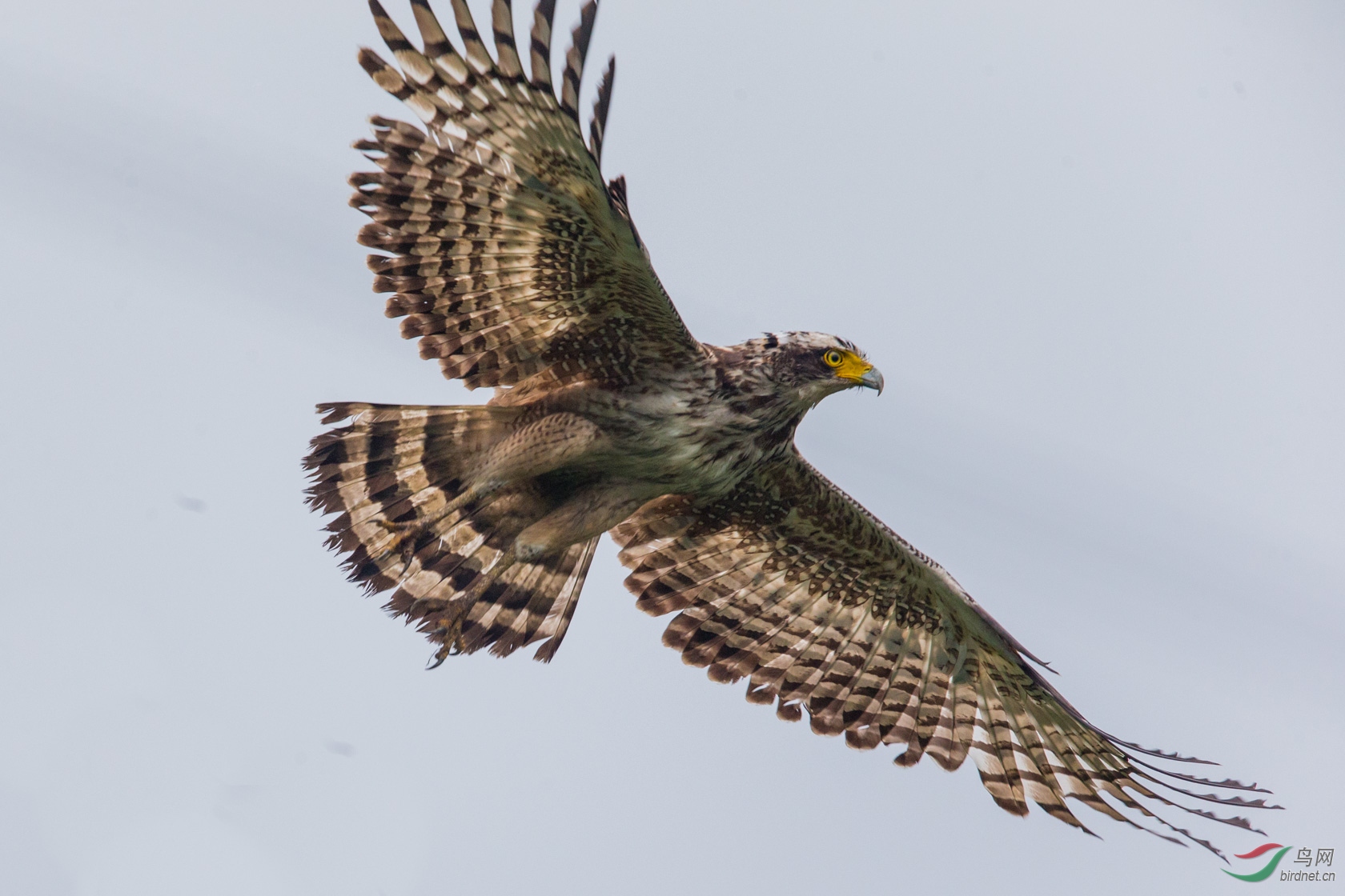 淡色型大冠鹫蛇雕
