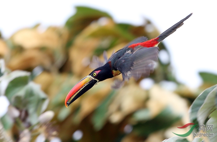 红嘴簇舌巨嘴鸟