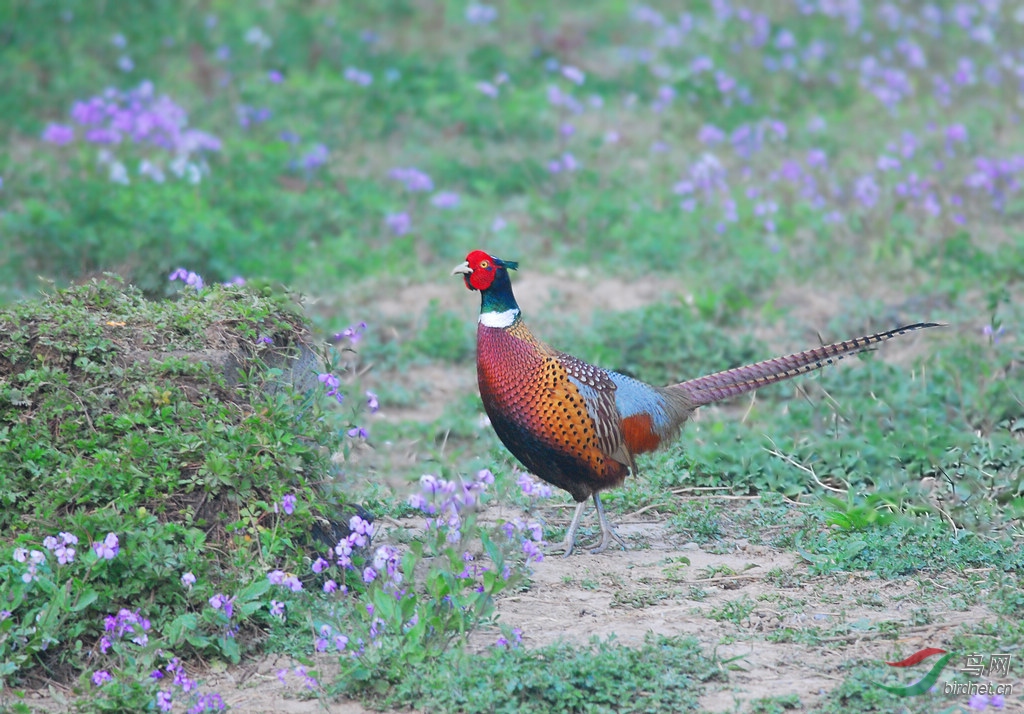[林鸟] 那一身五彩斑斓的迷人羽色------环颈雉鸡
