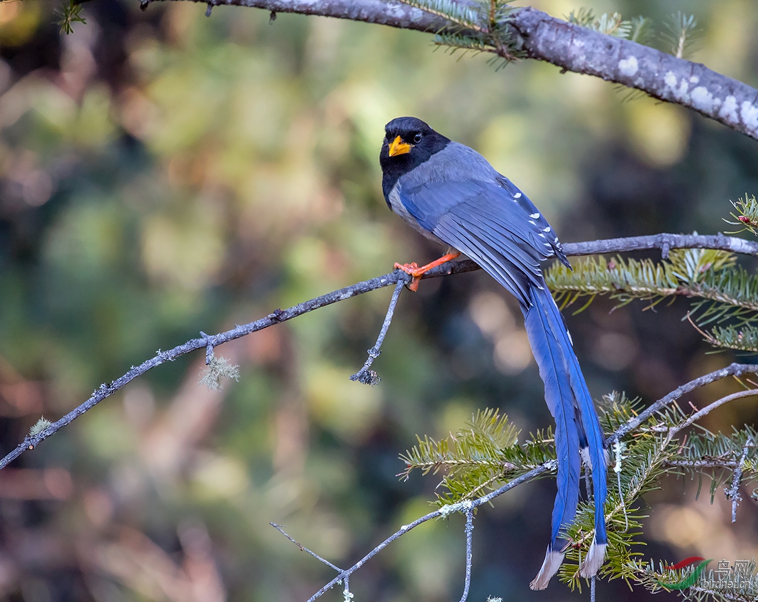 黄嘴蓝鹊拍于不丹