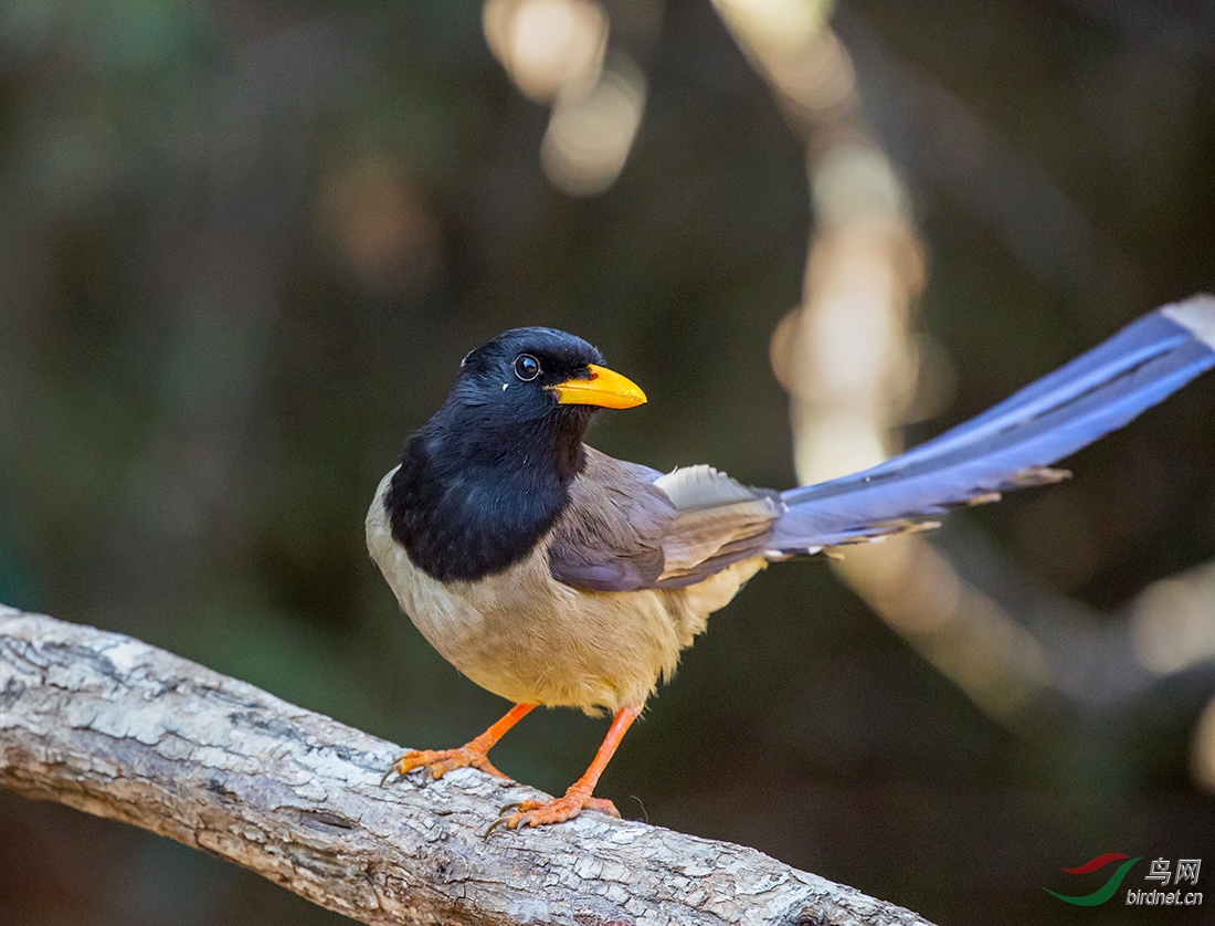 黄嘴蓝鹊拍于不丹