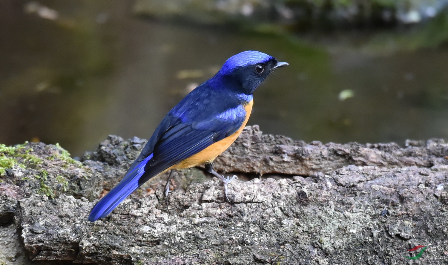 橙腹蓝仙鹟