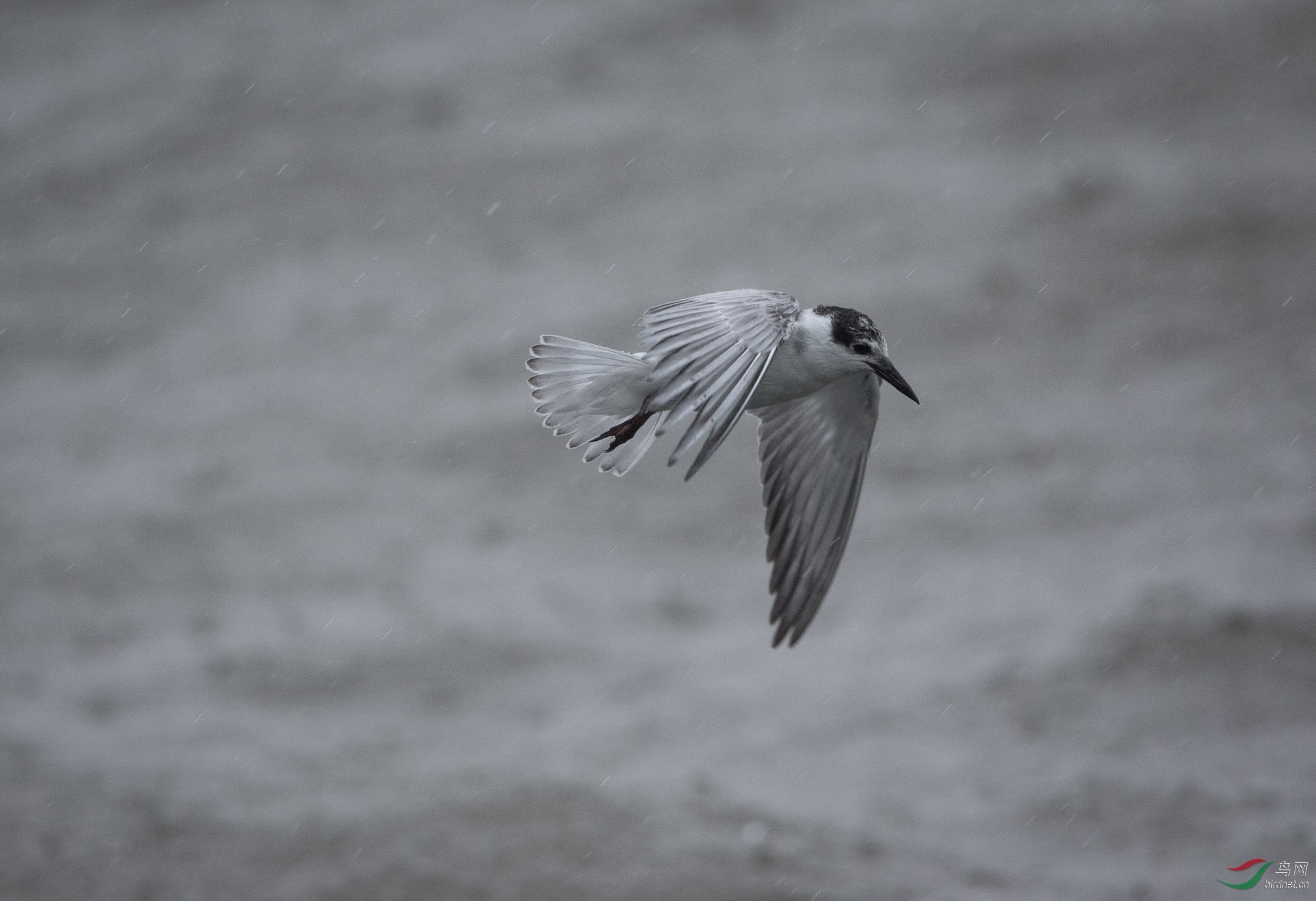 迎难而上 - 鸟网文化 鸟网