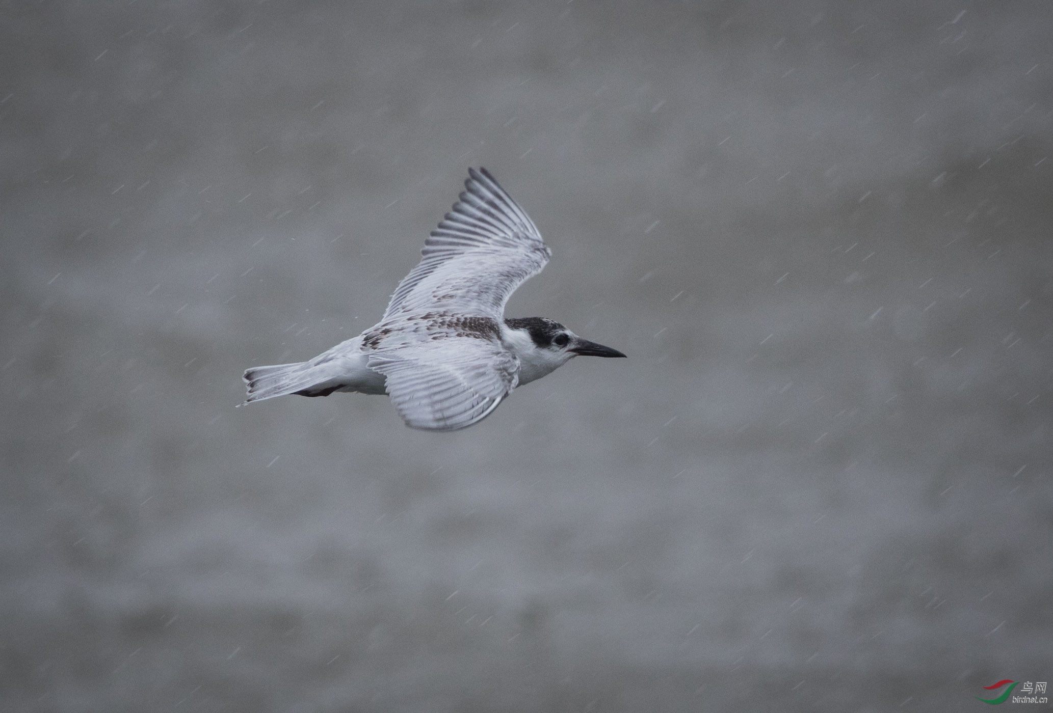迎难而上 - 鸟网文化 鸟网