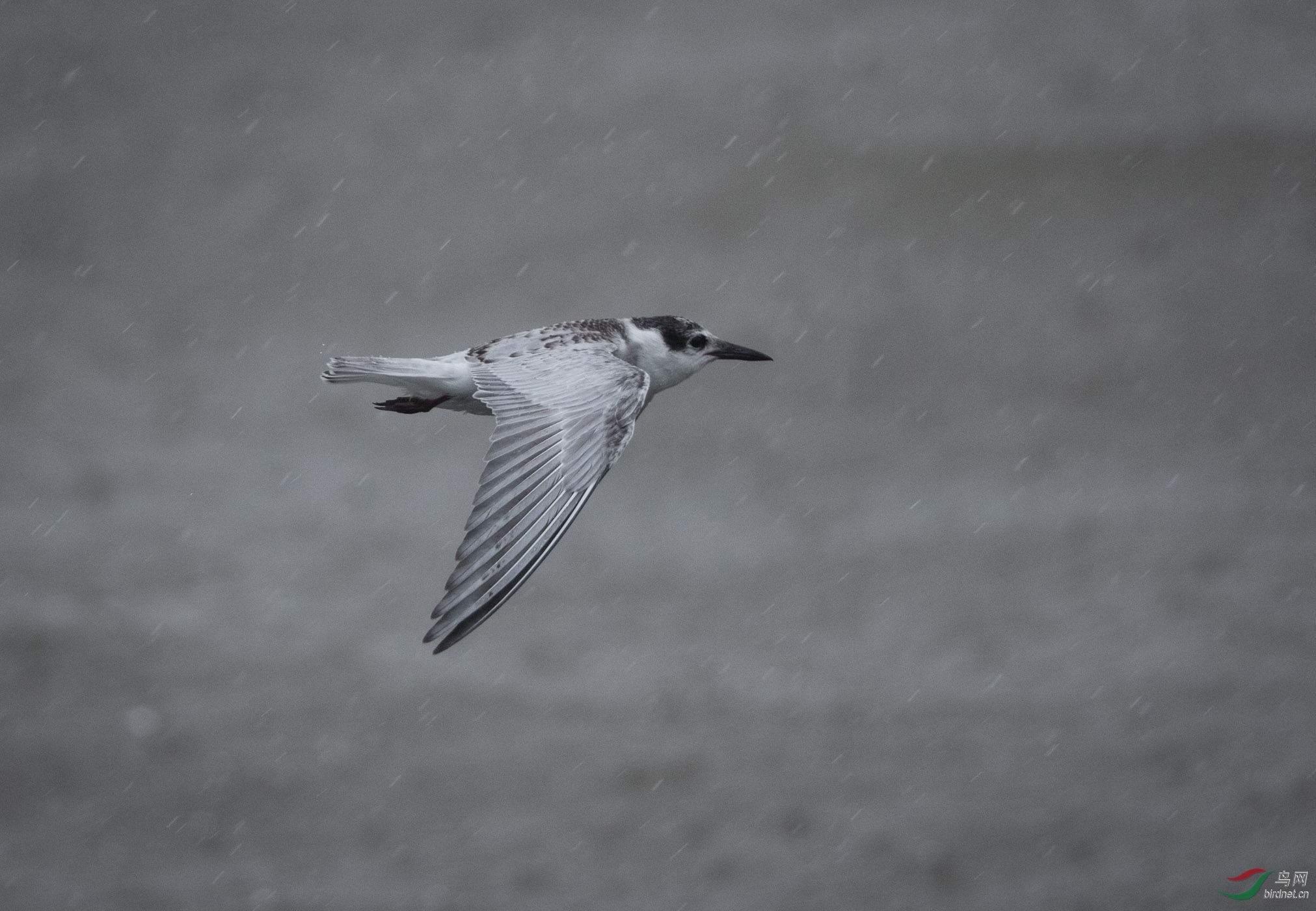 迎难而上 - 鸟网文化 鸟网