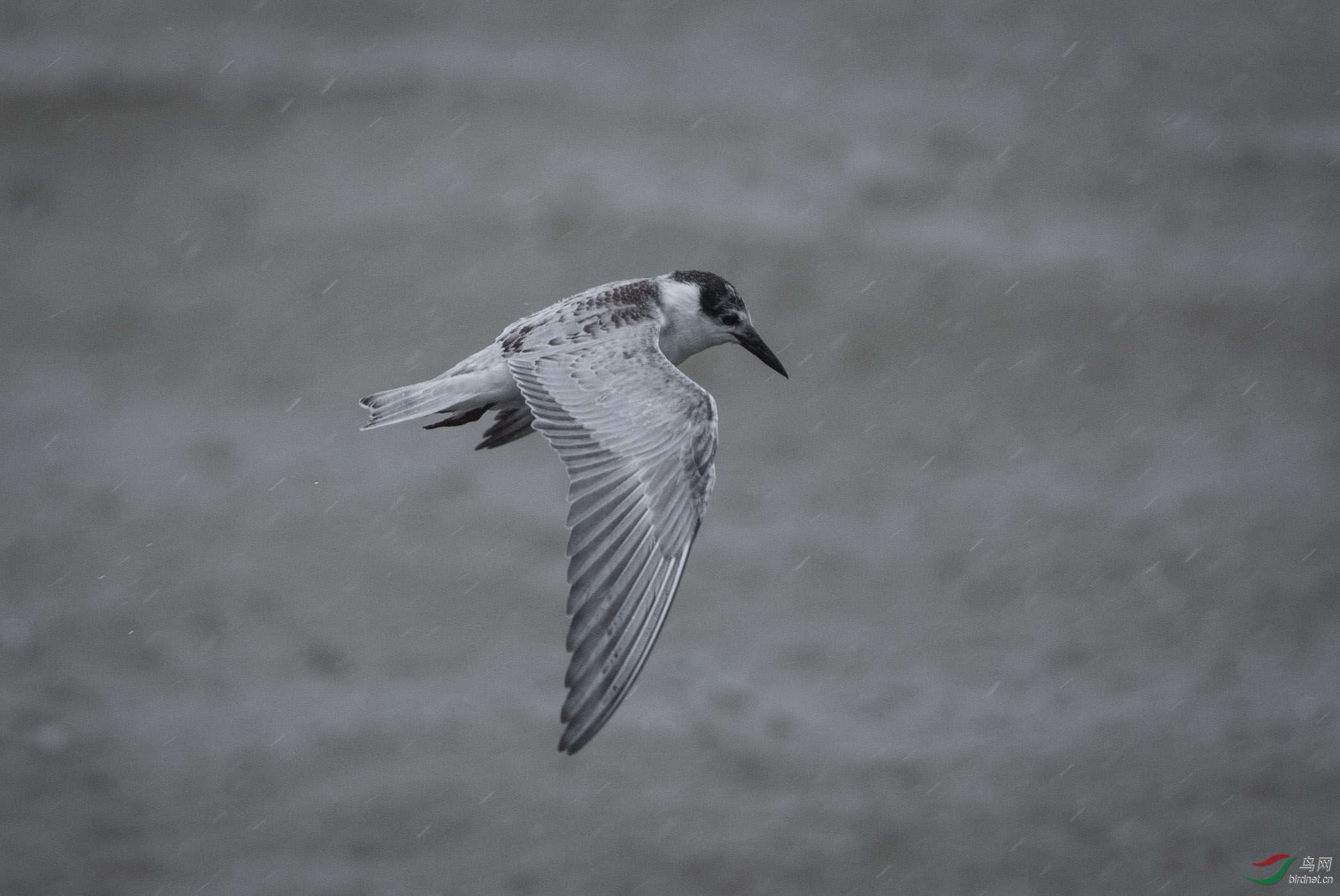 迎难而上 - 鸟网文化 鸟网