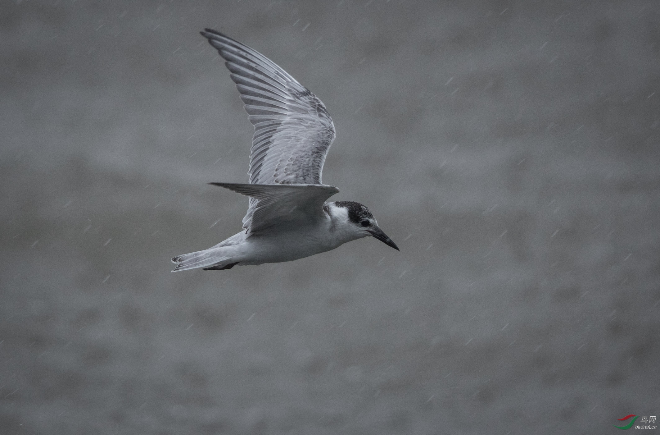 迎难而上 - 鸟网文化 鸟网