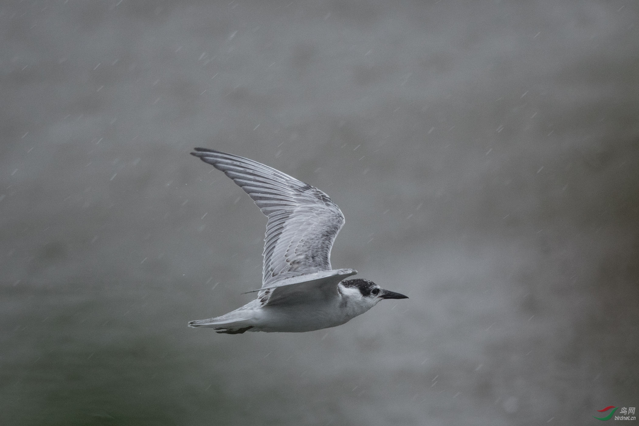 迎难而上 - 鸟网文化 鸟网