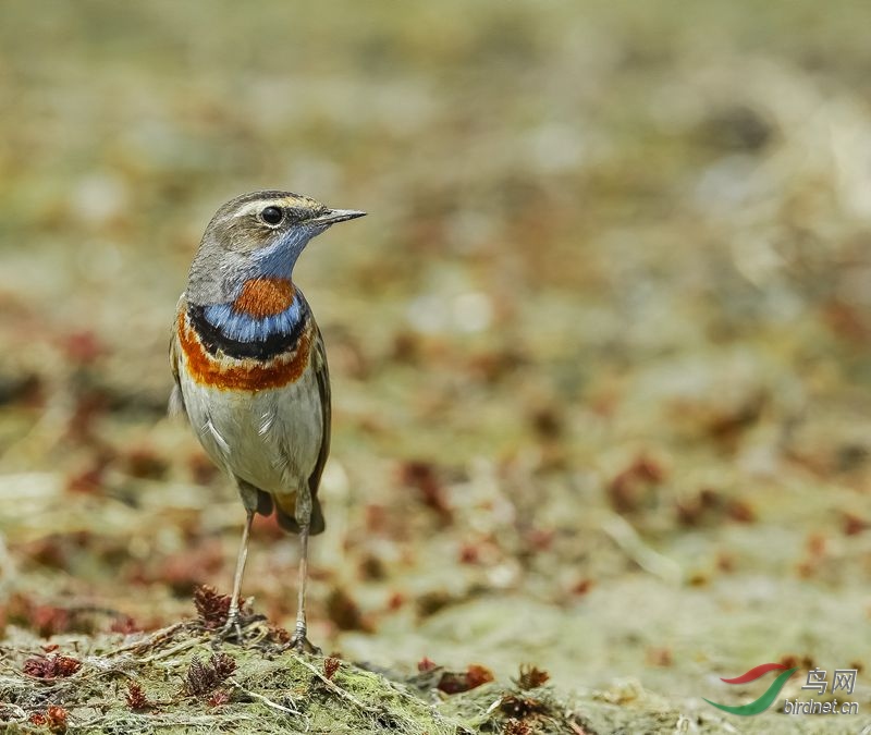 标准的五环蓝靛颏