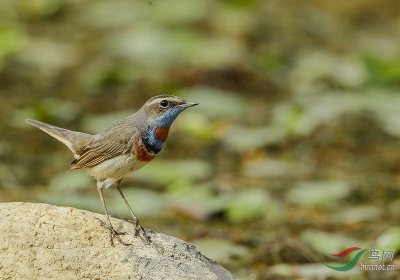 标准的五环蓝靛颏