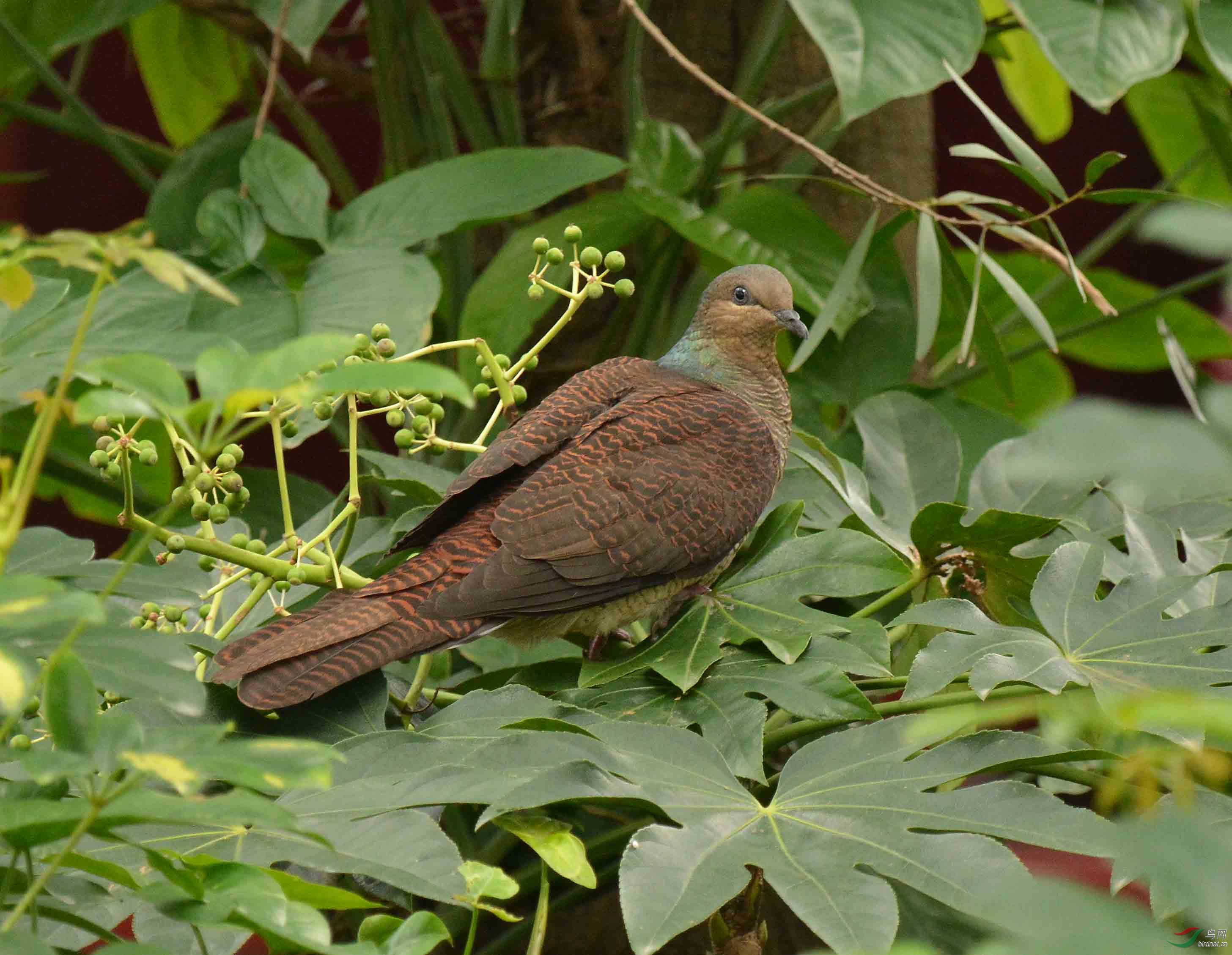 红亭外果树上斑尾鹃鸠