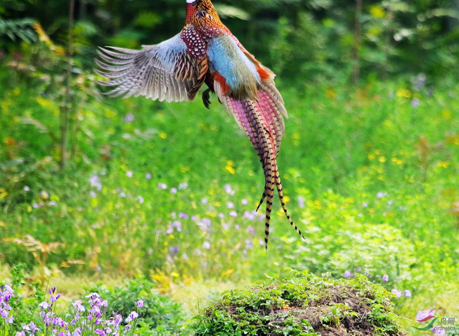 雉鸡飞