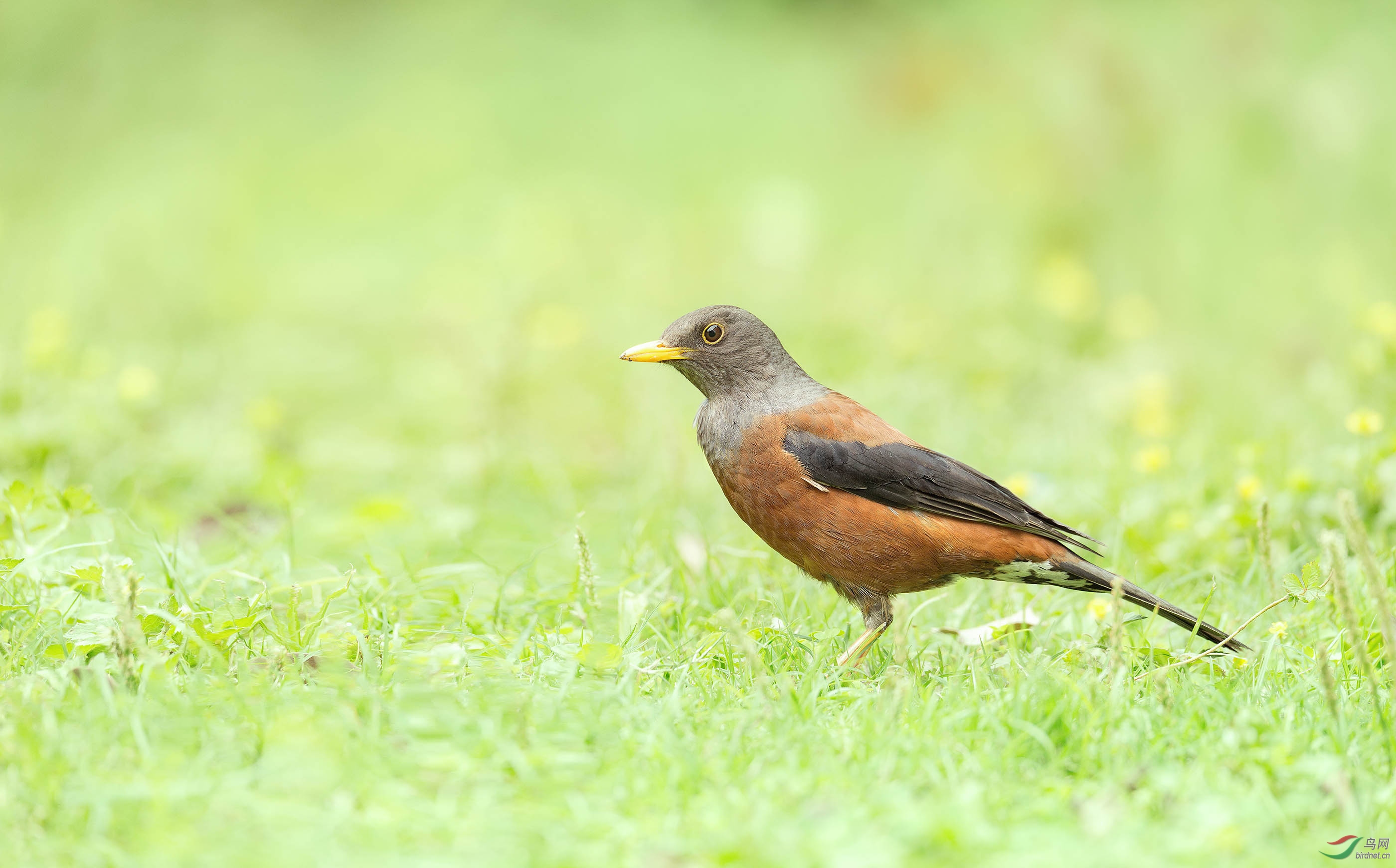 灰头鸫问朋友们节日好