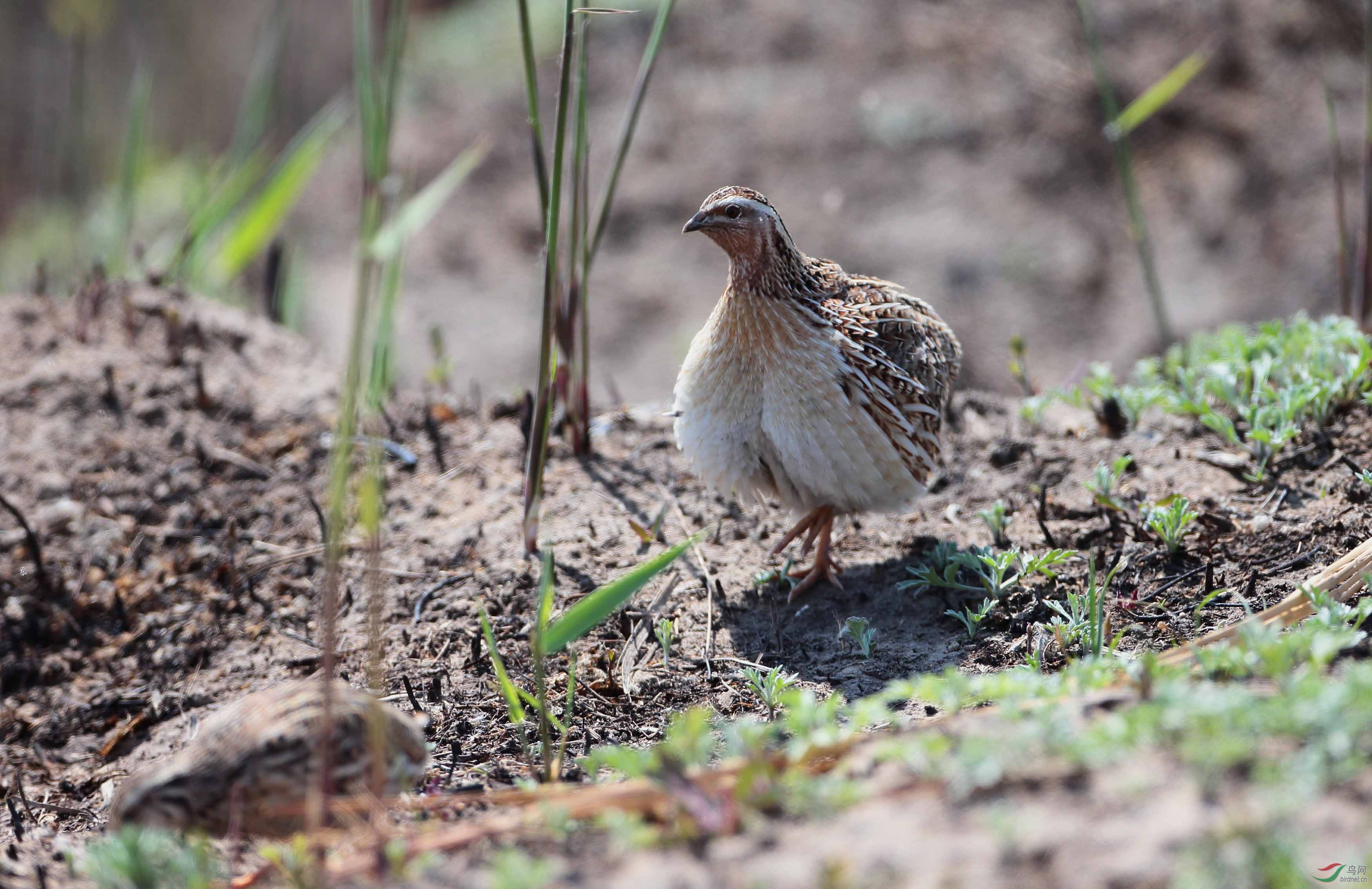 公母悬殊最大的鹌鹑