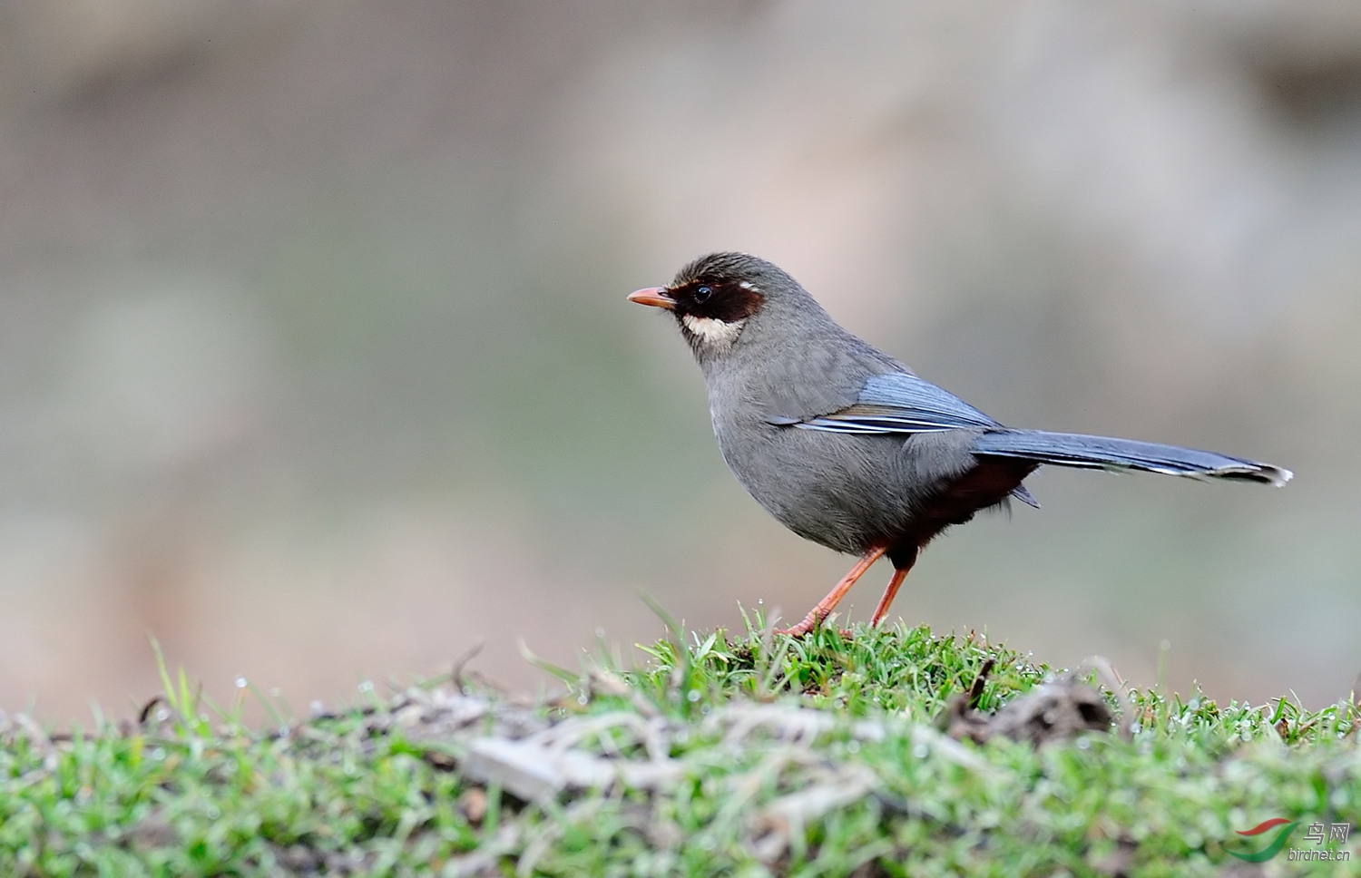 灰腹噪鹛祝大家节日快乐 - 辽宁版 liaoning 鸟网