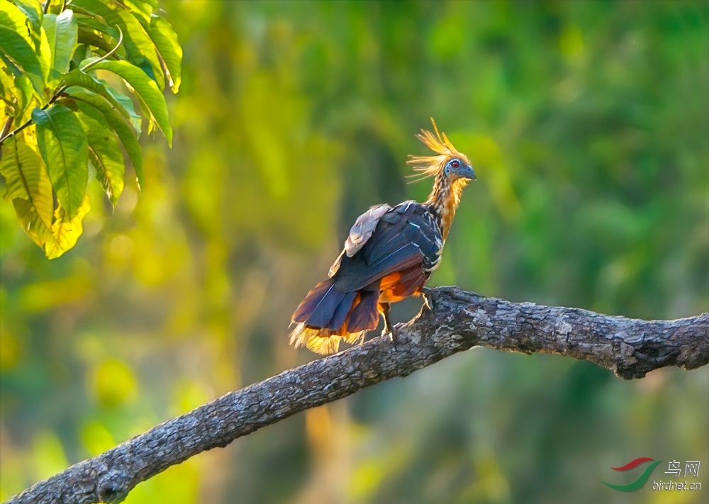 麝雉梳披肩发的雉