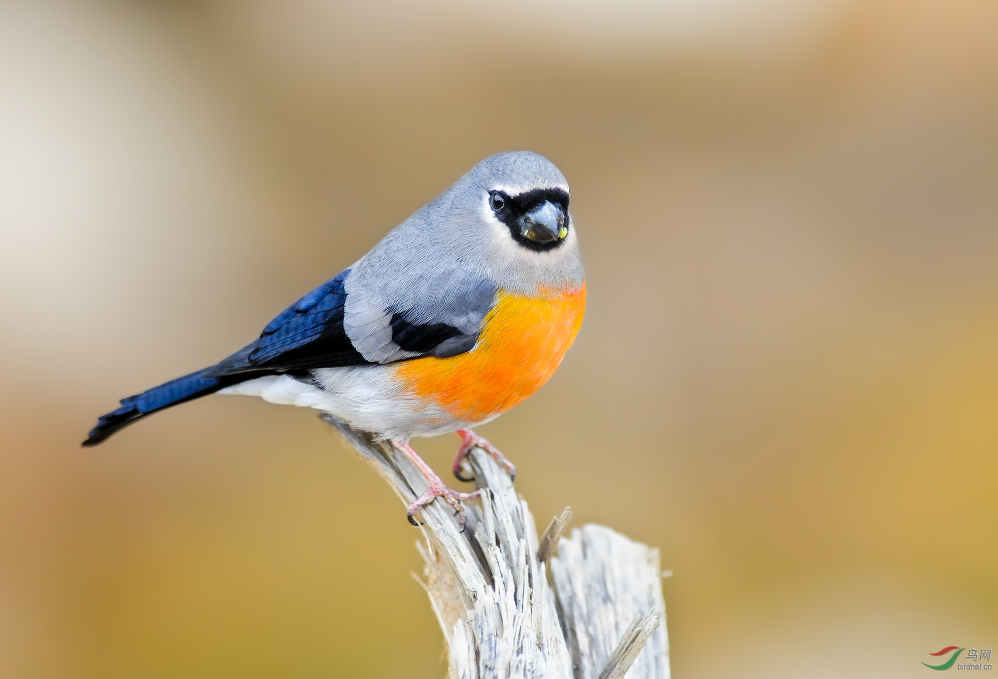 祝五一节快乐灰头灰雀