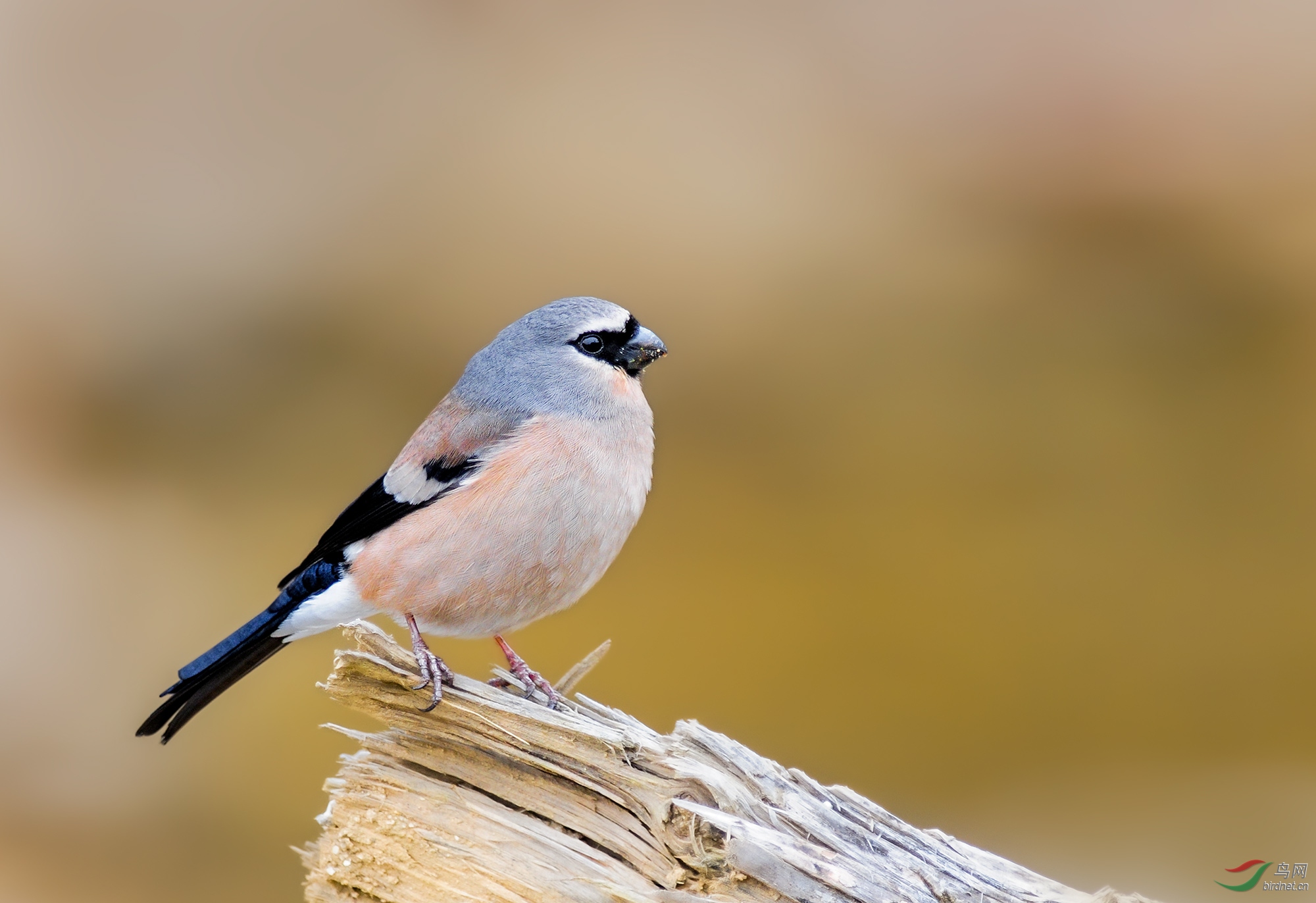 祝五一节快乐灰头灰雀