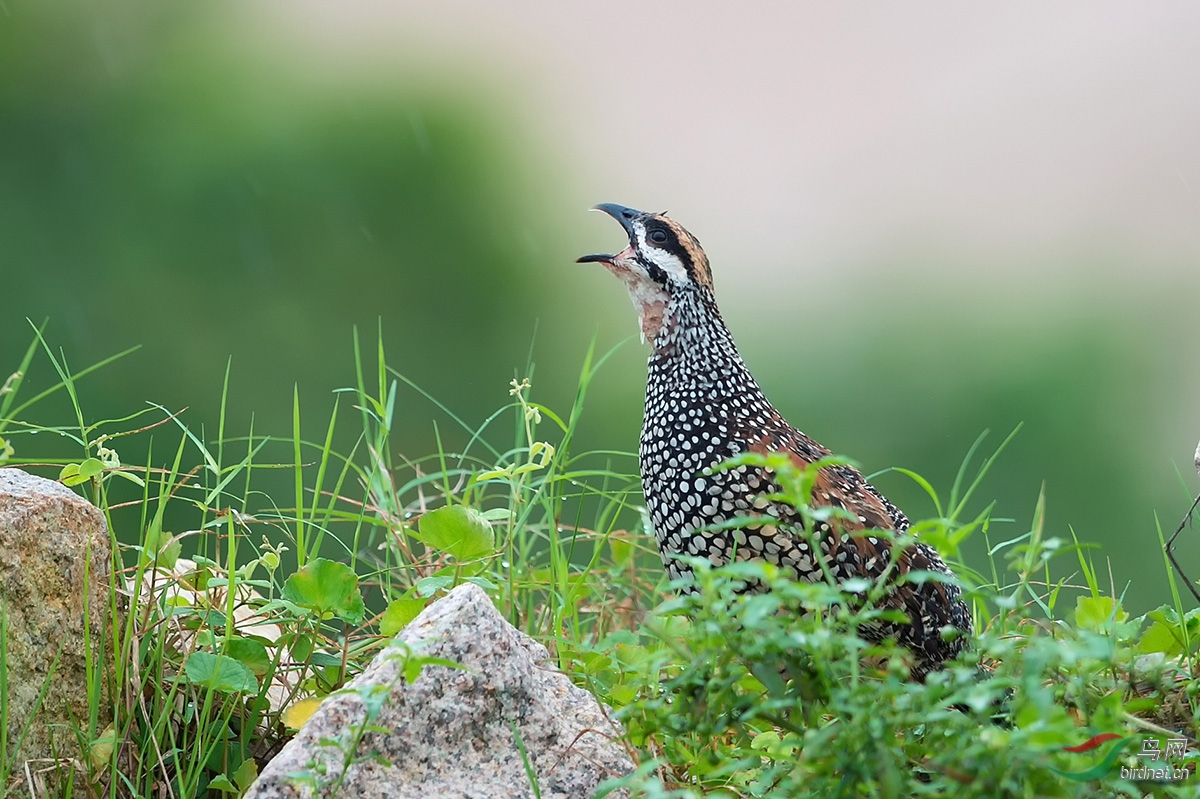 问好广东鸟友汕头拍摄中华鹧鸪