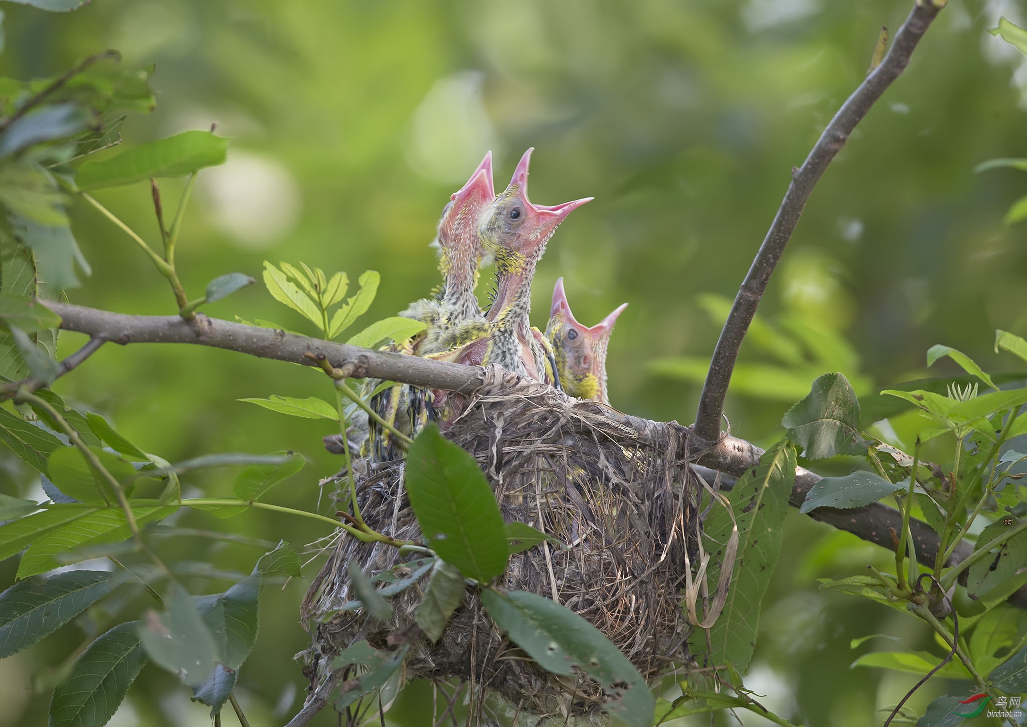 [林鸟] 真爱---黑枕黄鹂育雏