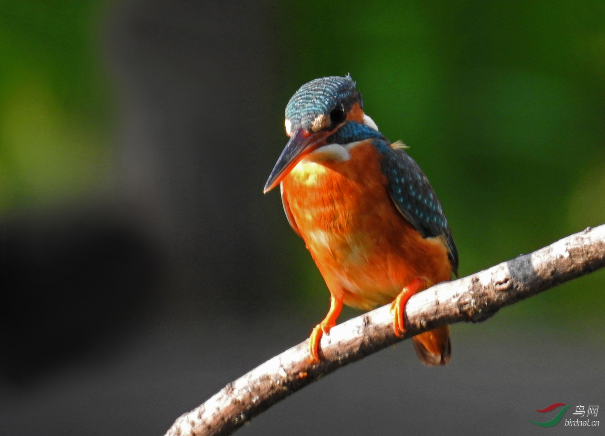 DSCN8518 ����2.jpg