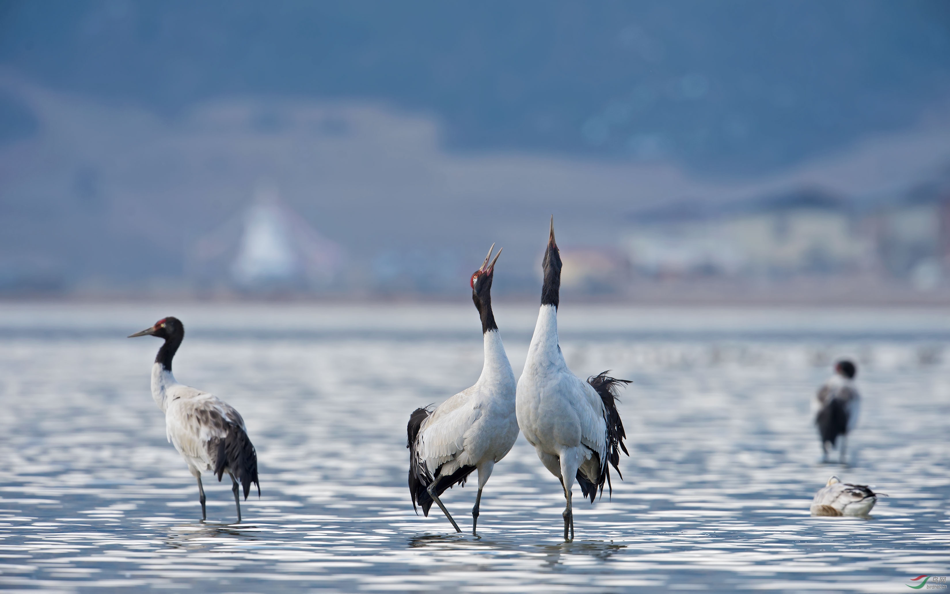 纳帕海拍鸟之黑颈鹤祝老师门节日快乐