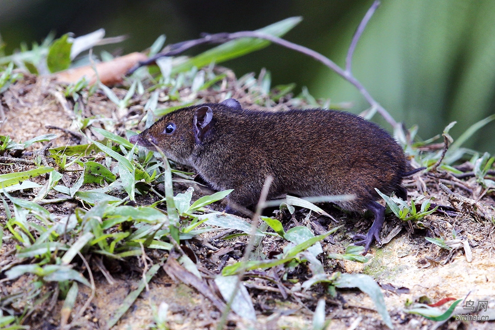 一大一小 马来貘 & 小毛猬