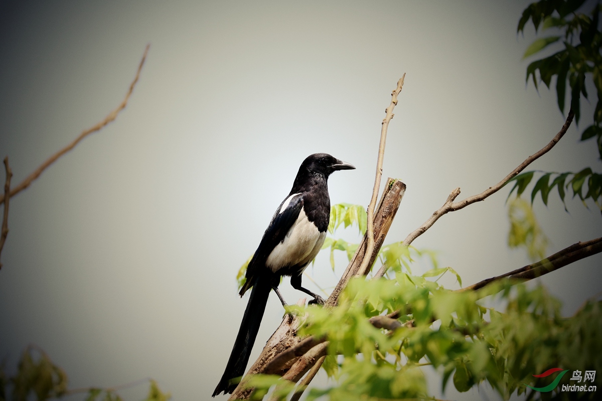 杭州拍的大喜鹊