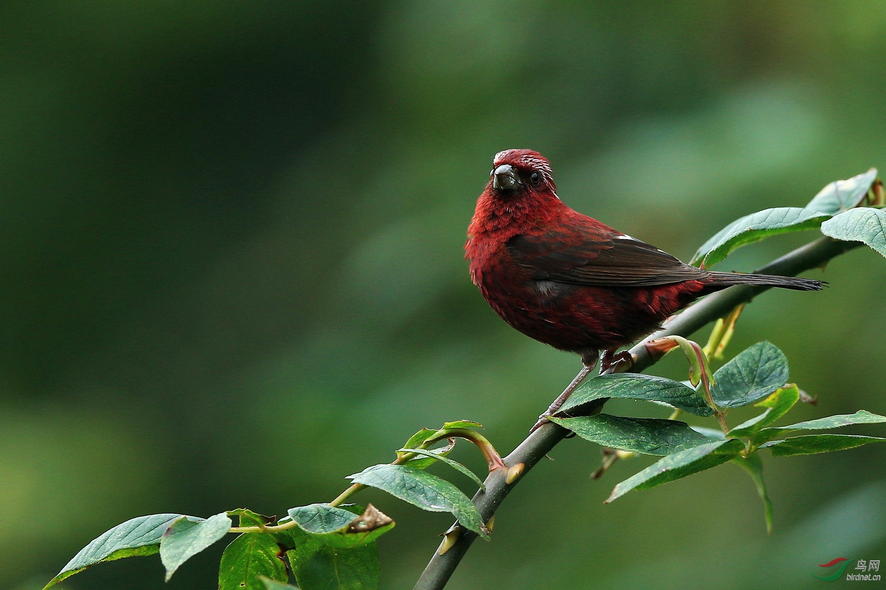 酒红朱雀贺荣获鸟网首页优秀