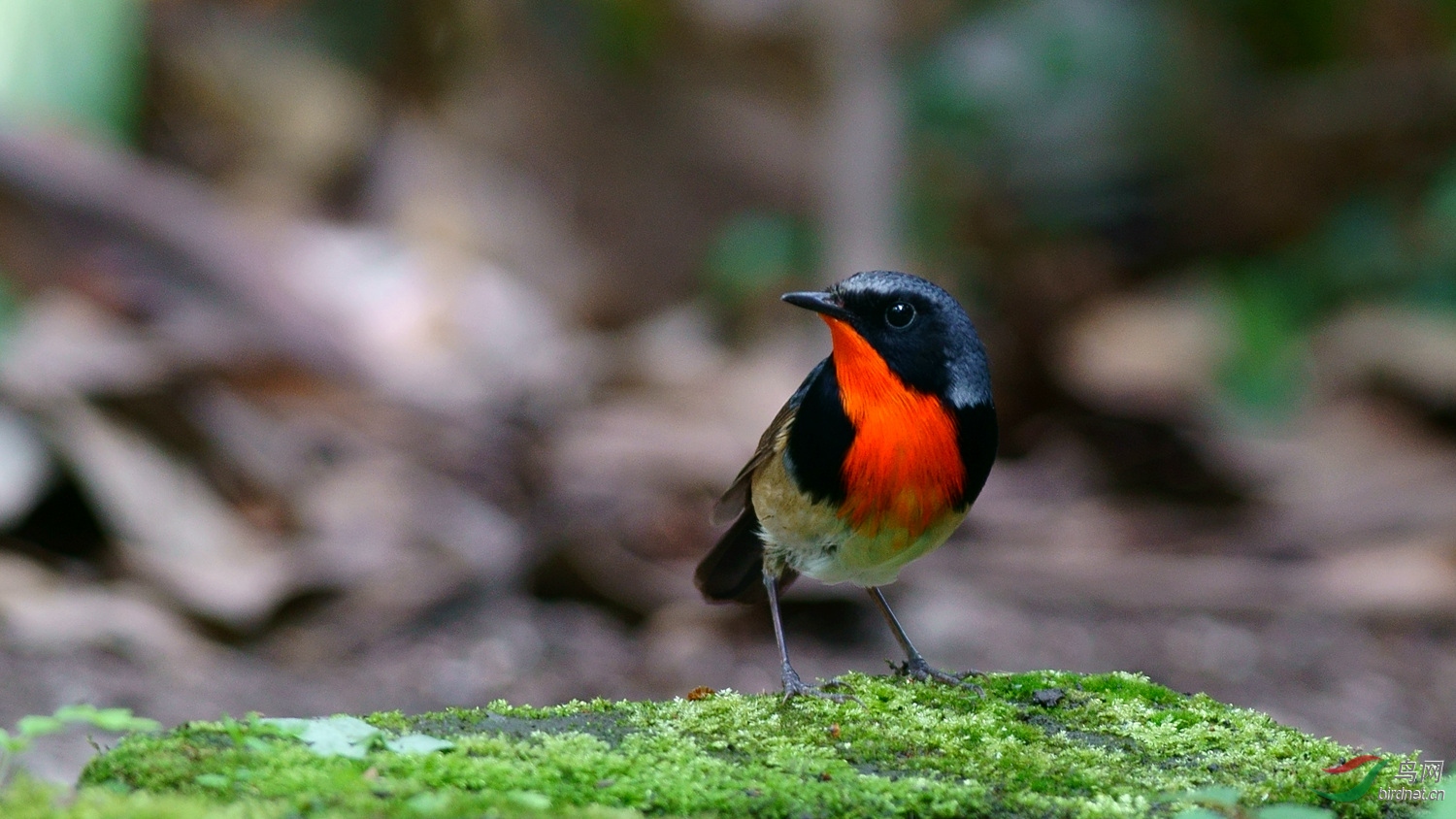 川大拍金胸歌鸲