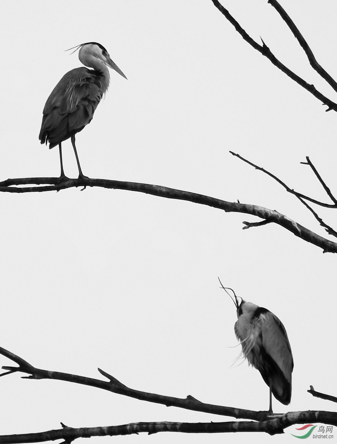 望海湖树上的鹭鸶