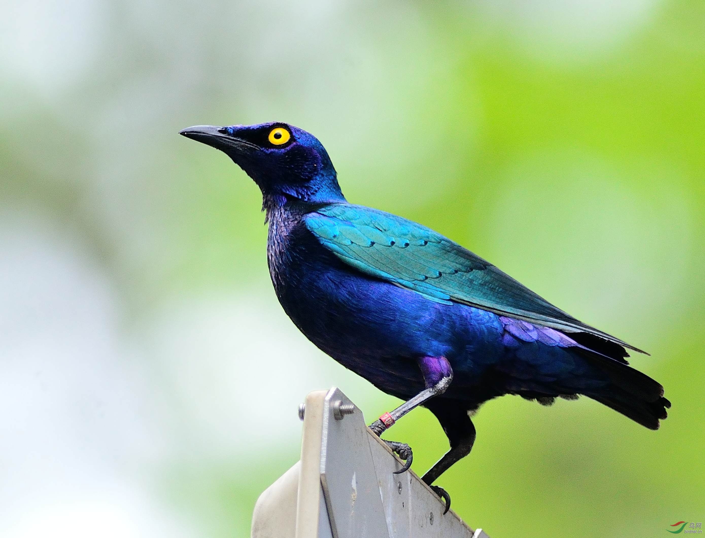 逸鸟-紫丽椋鸟