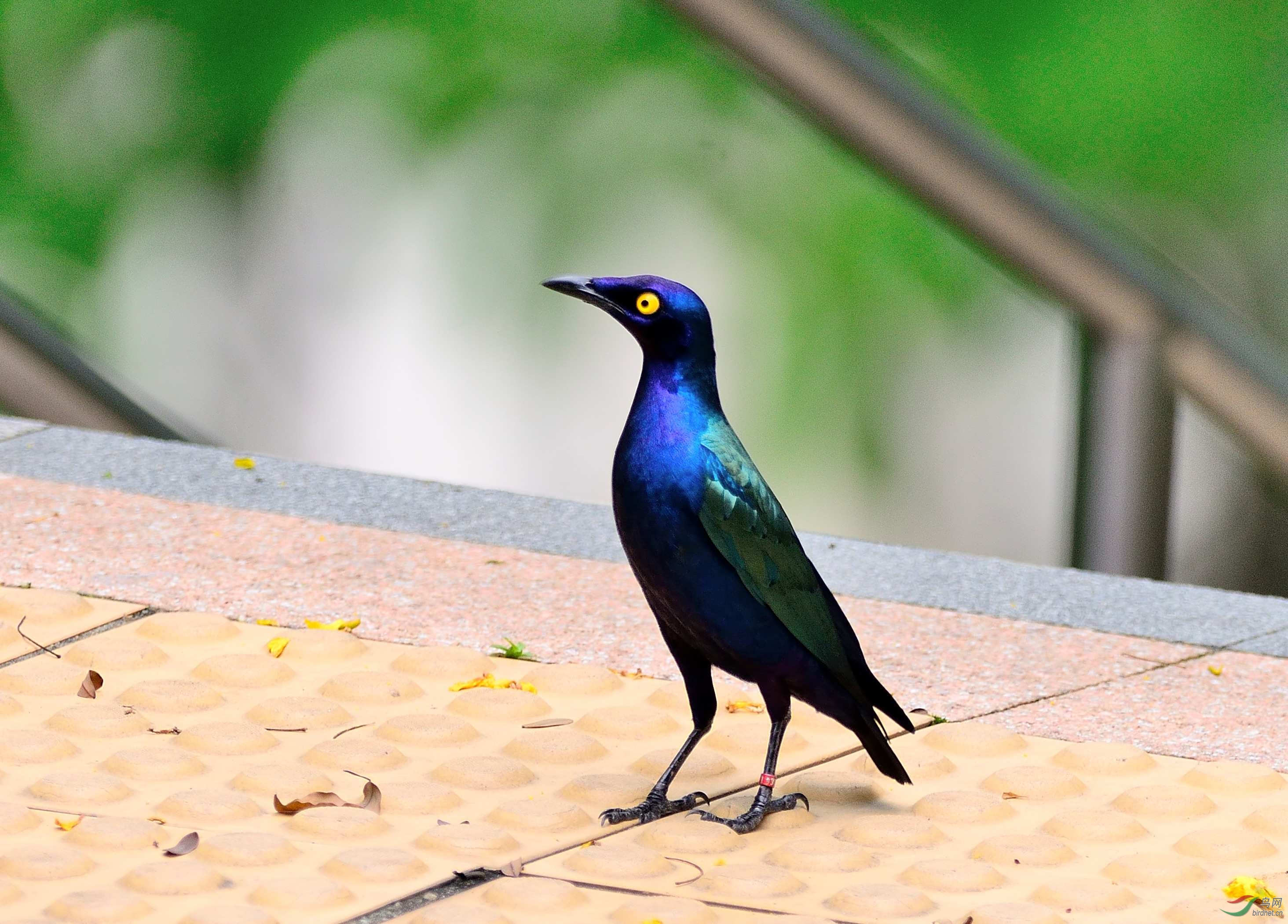 逸鸟-紫丽椋鸟