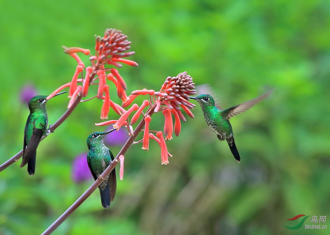 綠頂輝蜂鳥蜂鳥吸蜜.