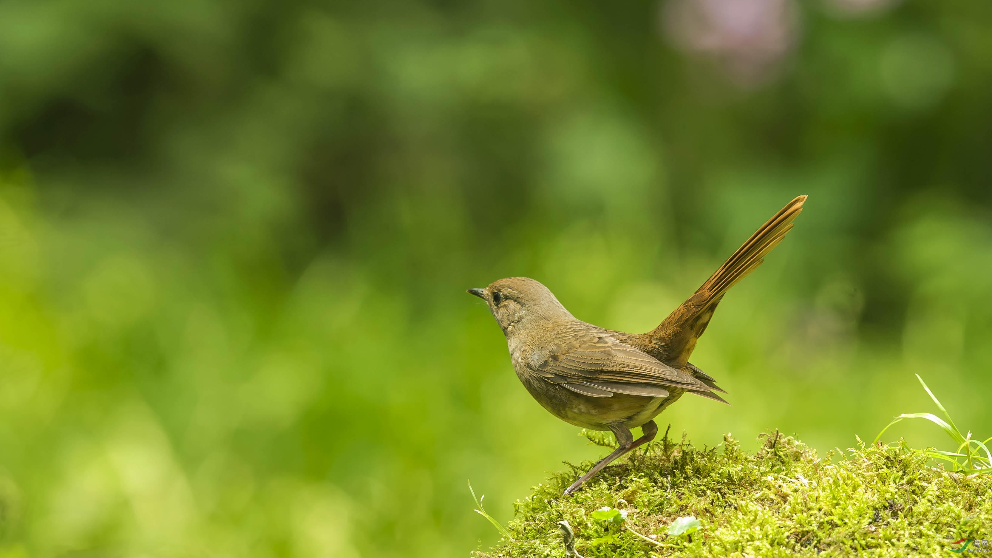 个人首拍白腹短翅鸲