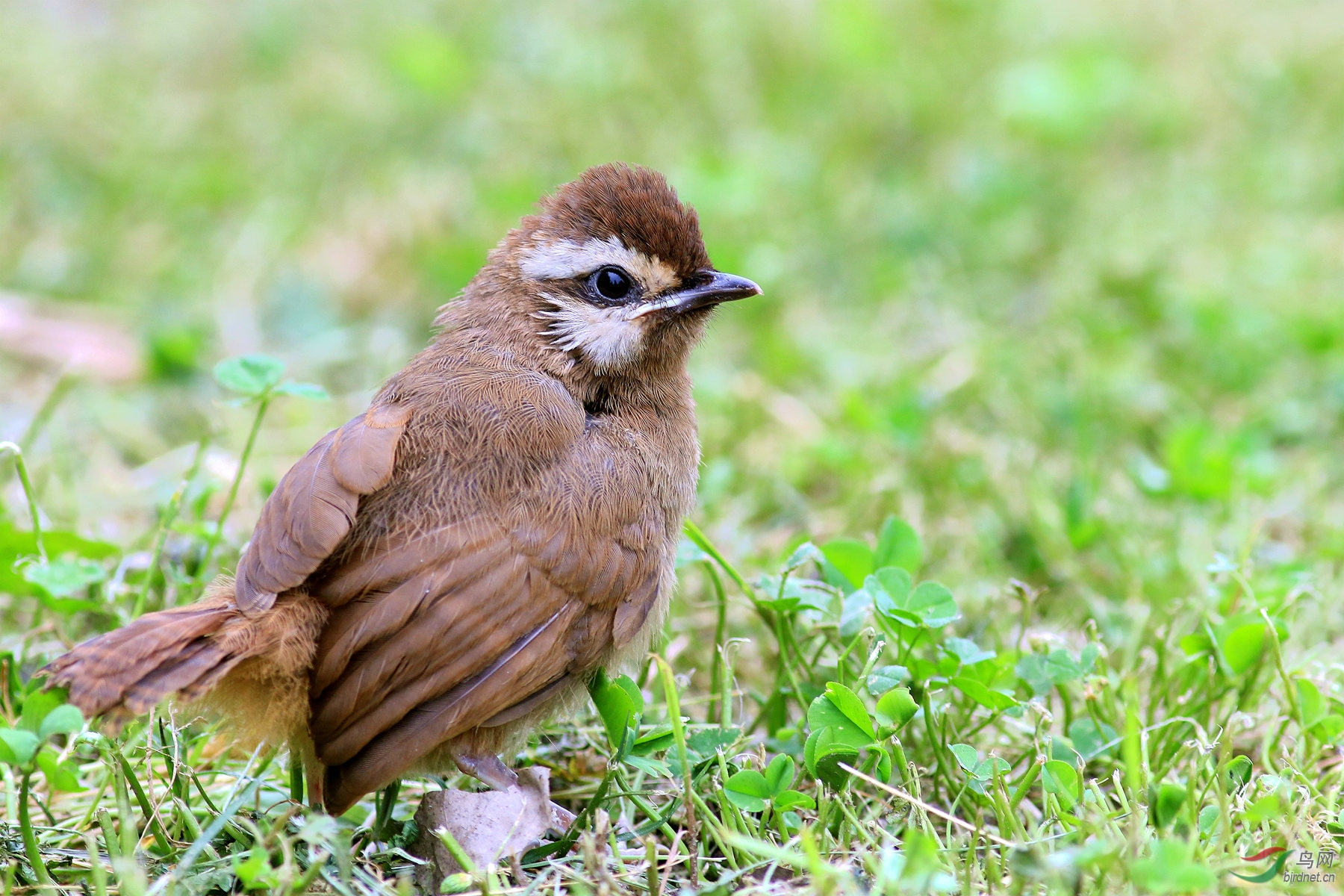 独立生活的小白颊