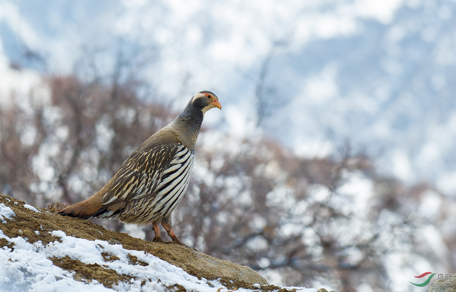 [林鸟] 藏雪鸡-----贺图1荣获每日优秀!