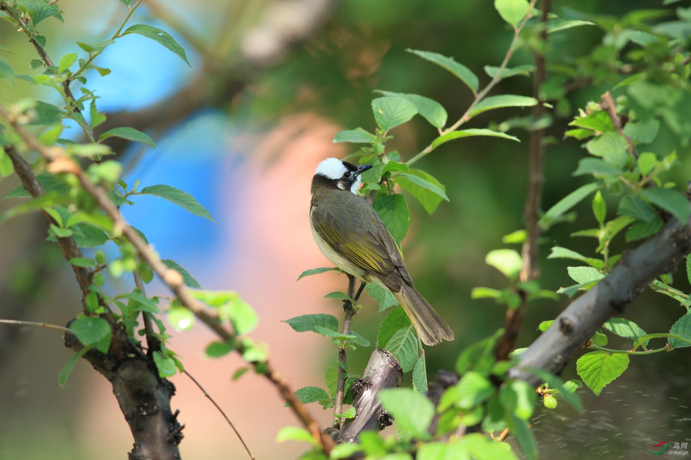 辣嘴与红喉姬鹟白头鹎原版放大图