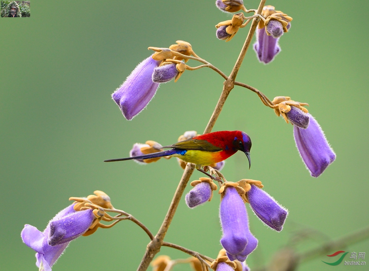 秦岭春天桐花蓝喉太阳鸟
