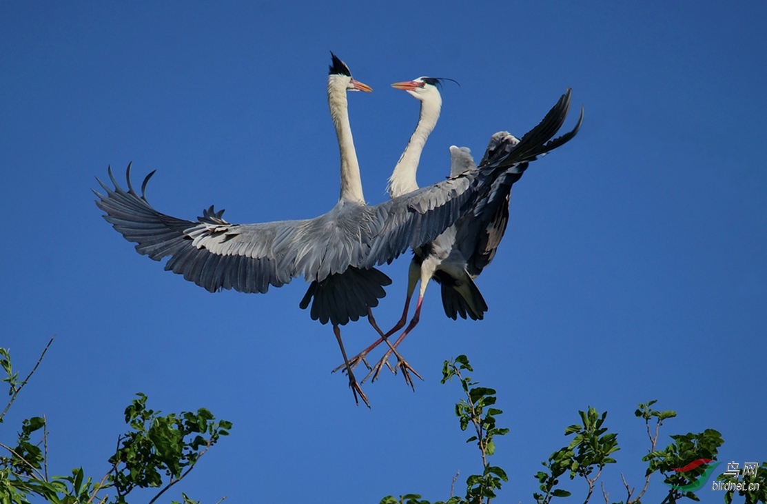 蓝天华尔兹翠湖苍鹭的领地之争