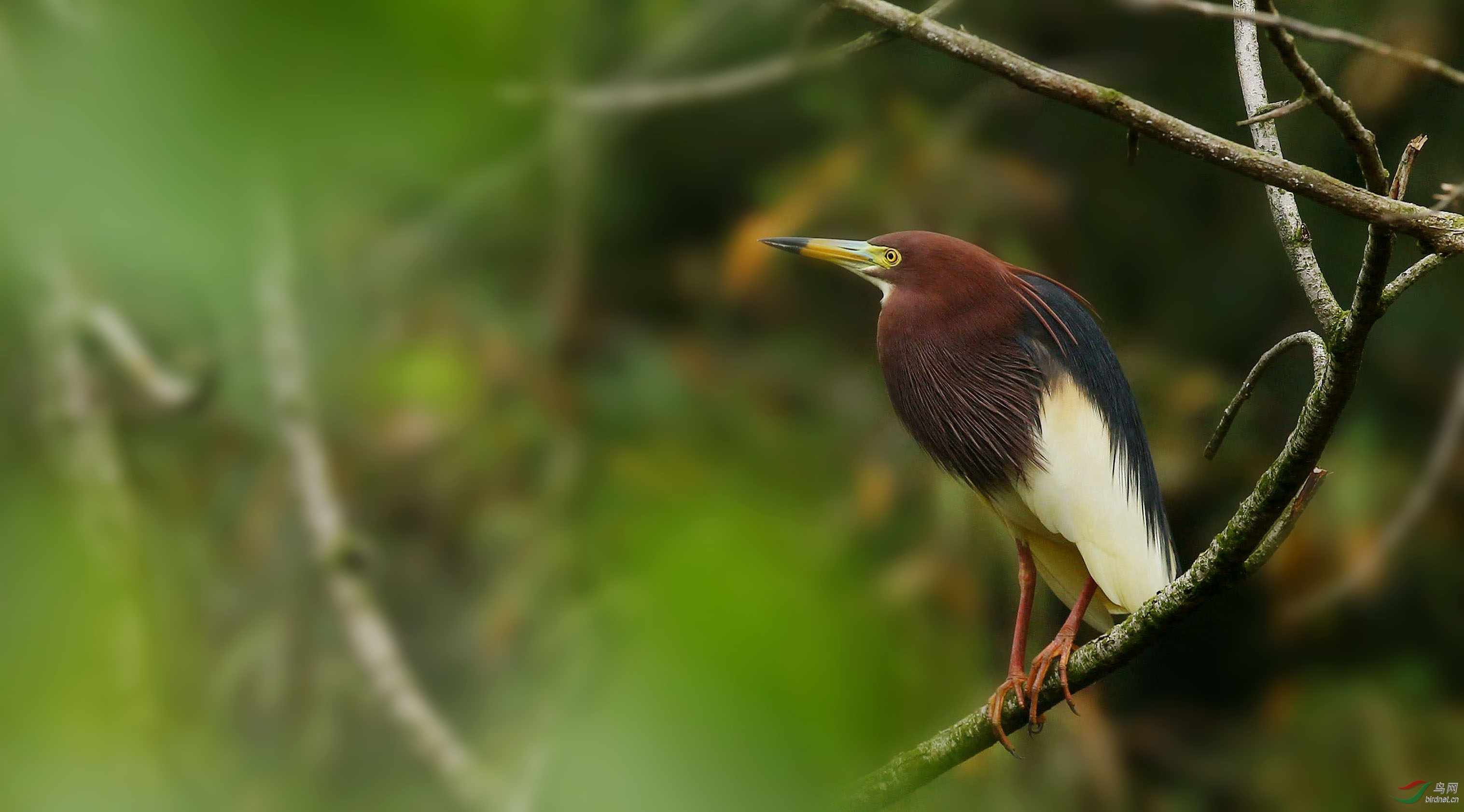 合肥工大的鹭鸟