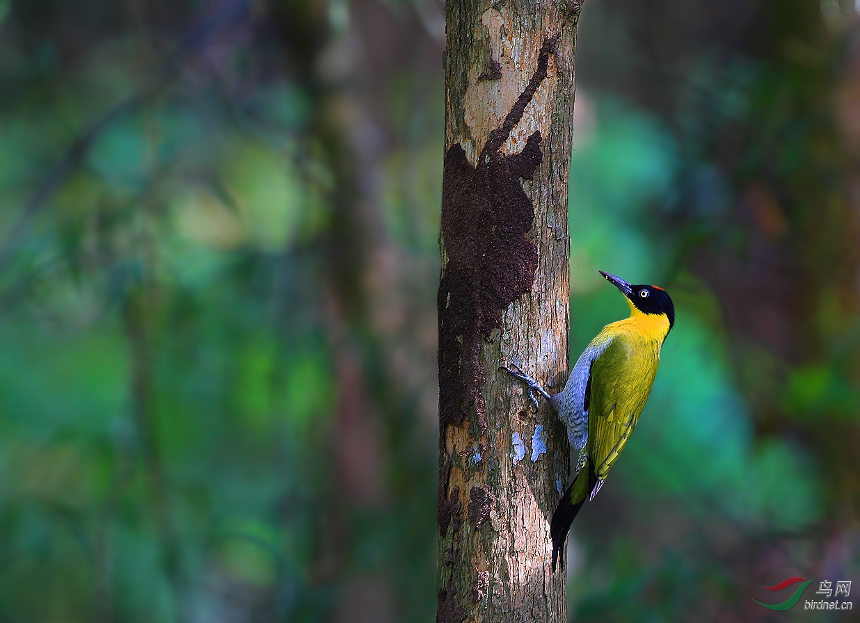黑头绿啄木鸟五彩斑斓的热带丛林祝贺首页精华