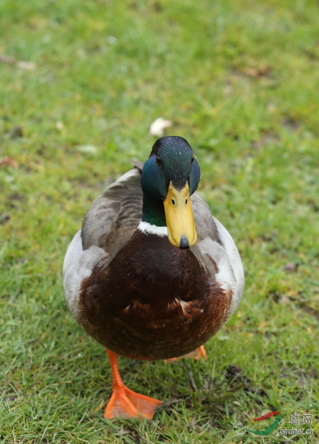 绿头鸭