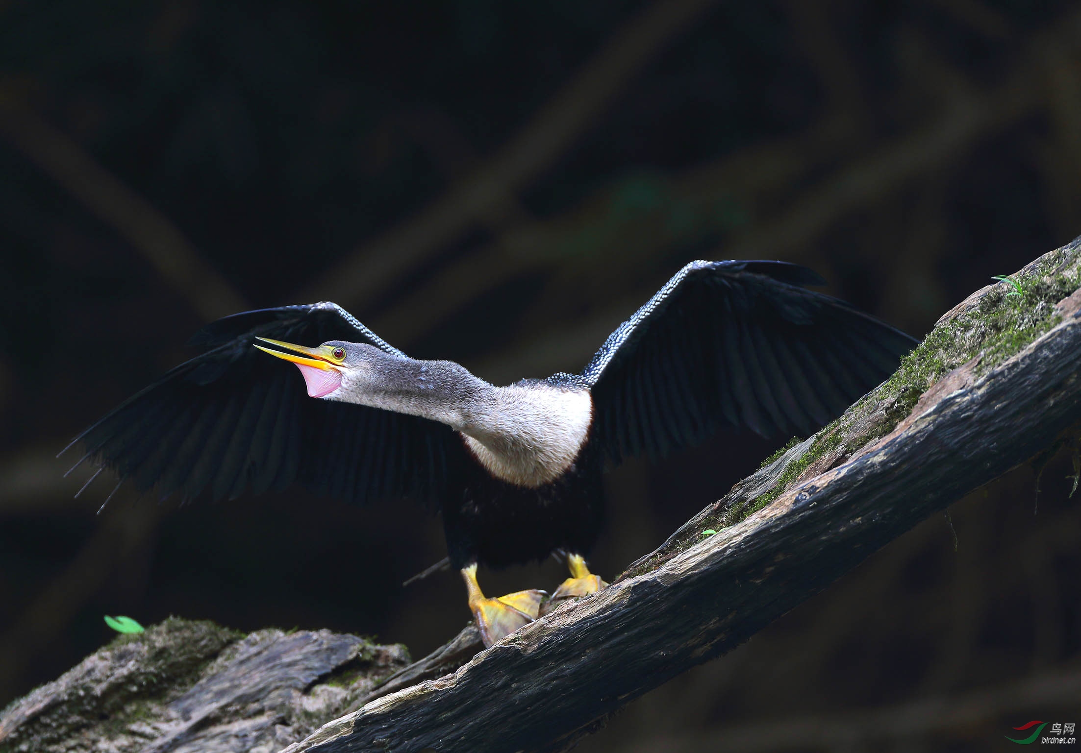 "美洲蛇鹈"晒太阳