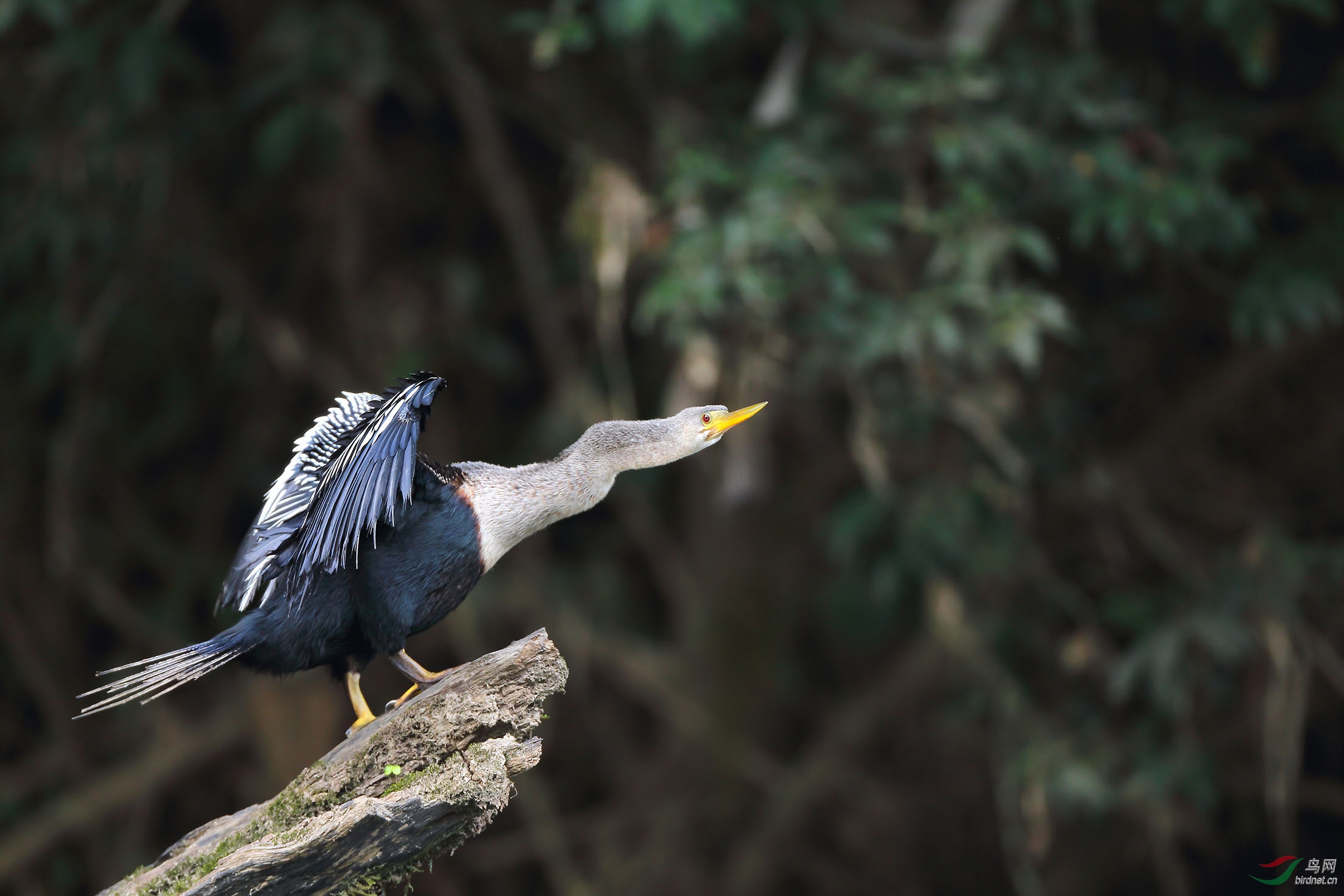 "美洲蛇鹈"晒太阳