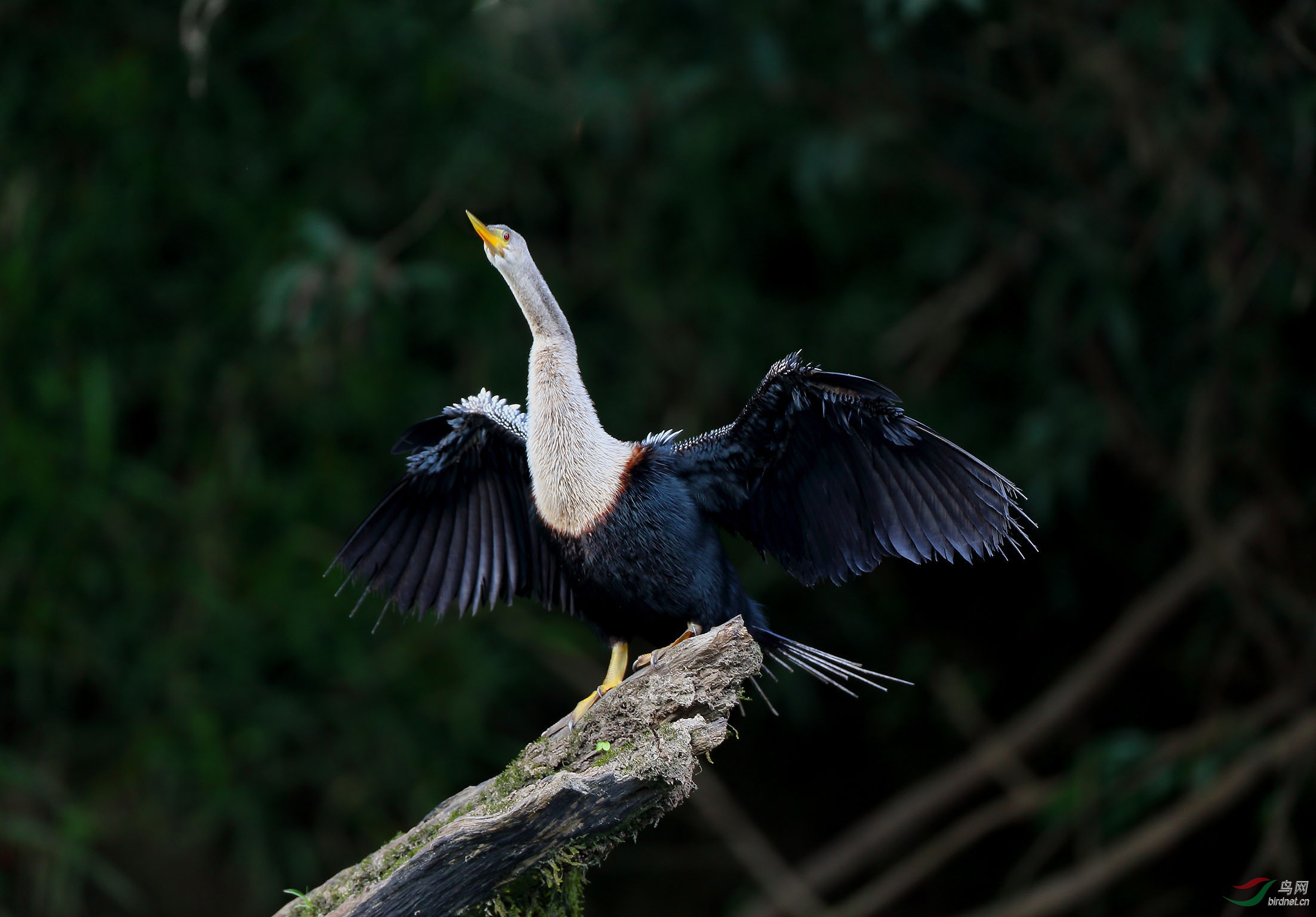 "美洲蛇鹈"晒太阳