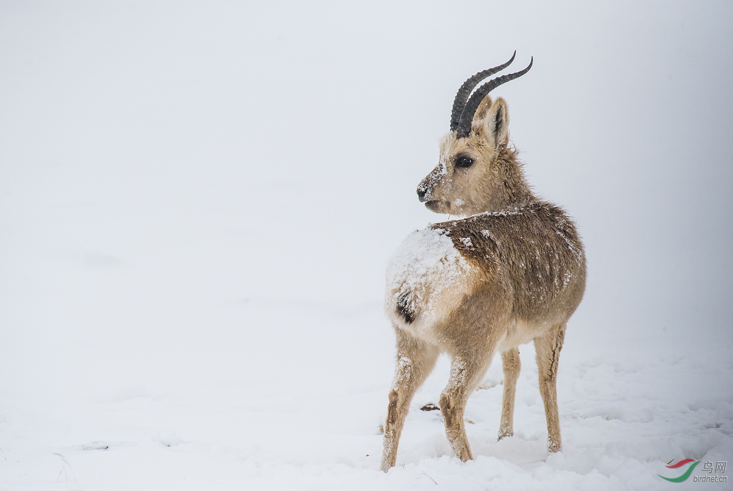 普氏原羚(贺入选每日优秀)