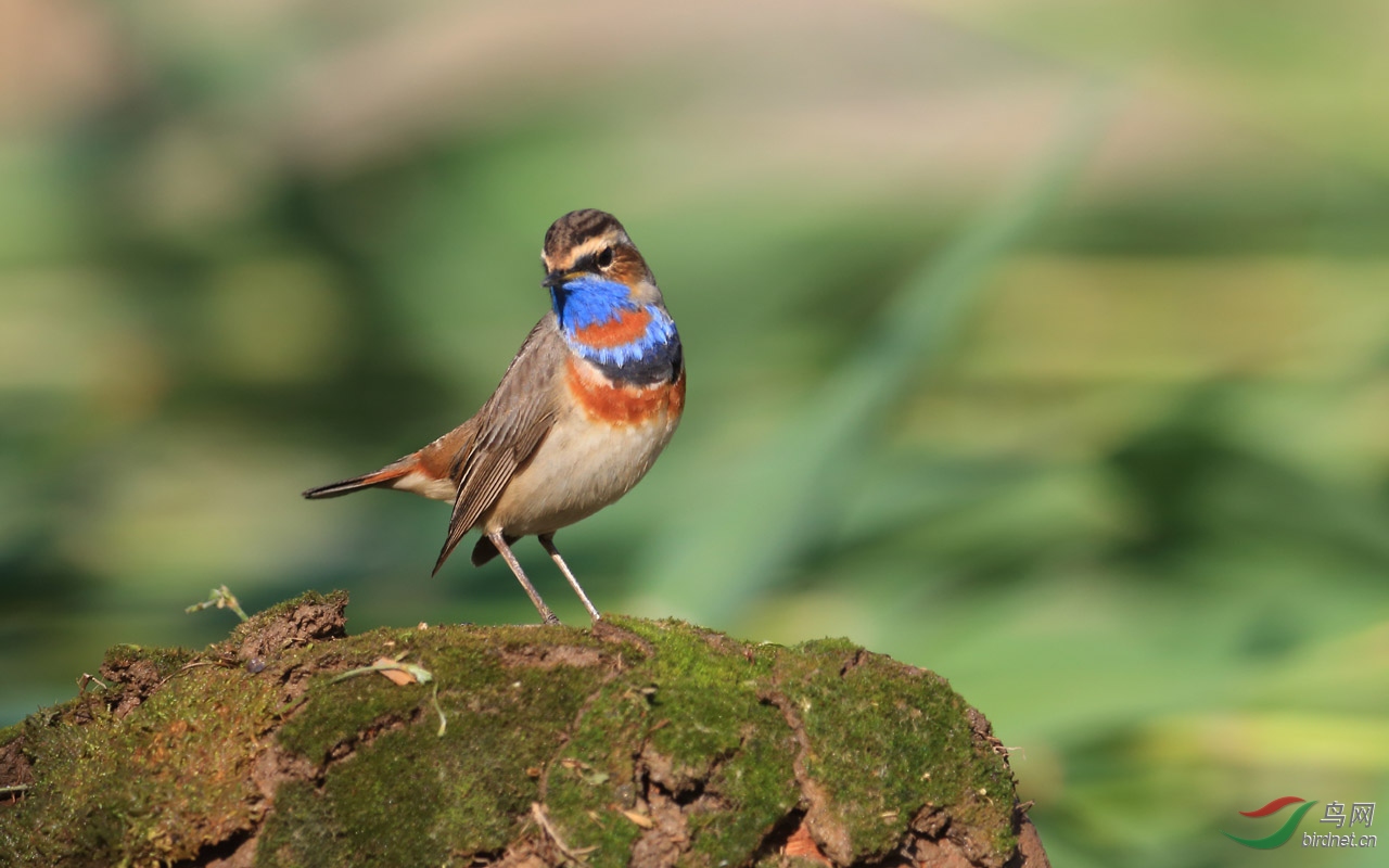 奥森的蓝靛颏真精神