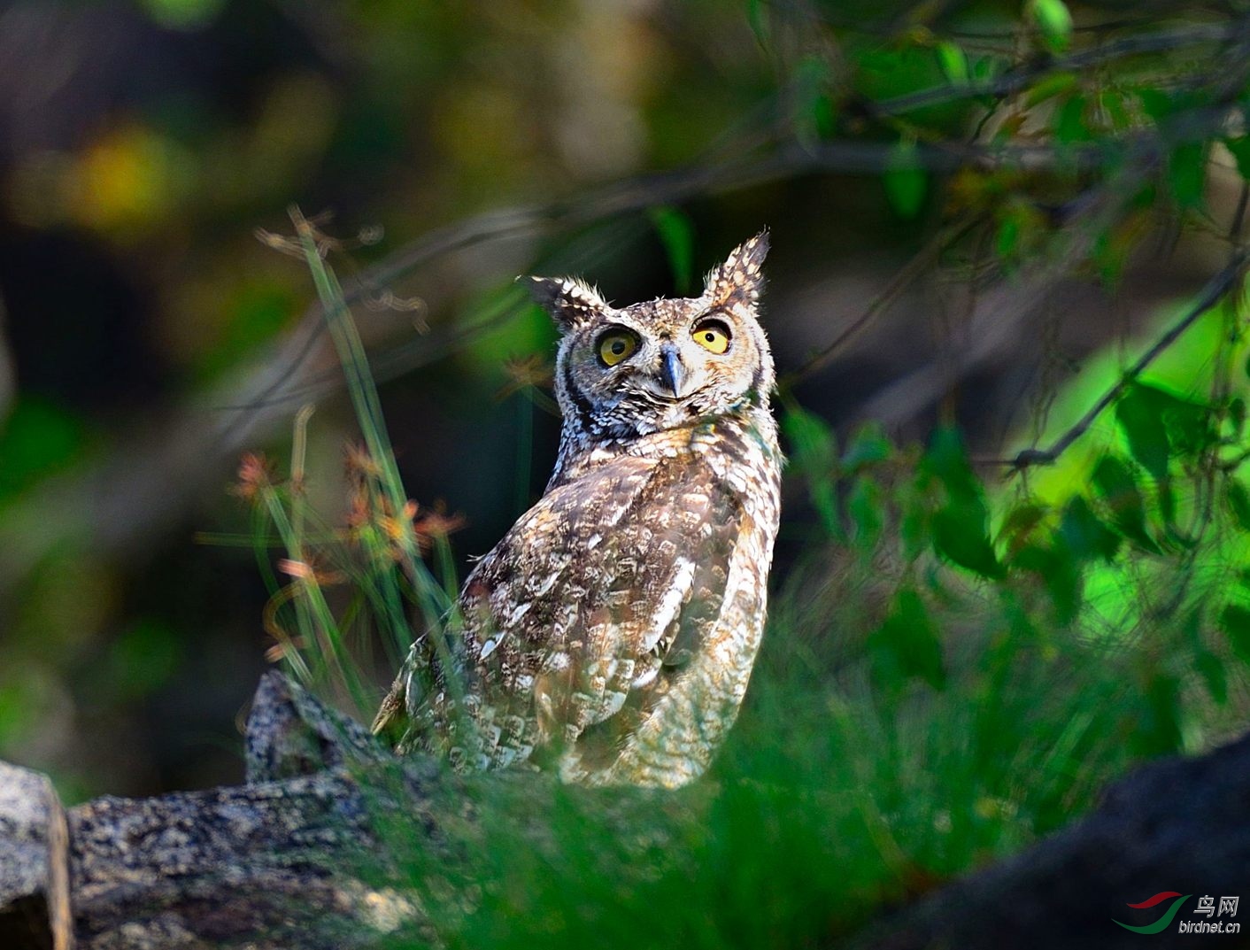看看表情 斑点鸮(spotted owl) 鸨 (bustard)
