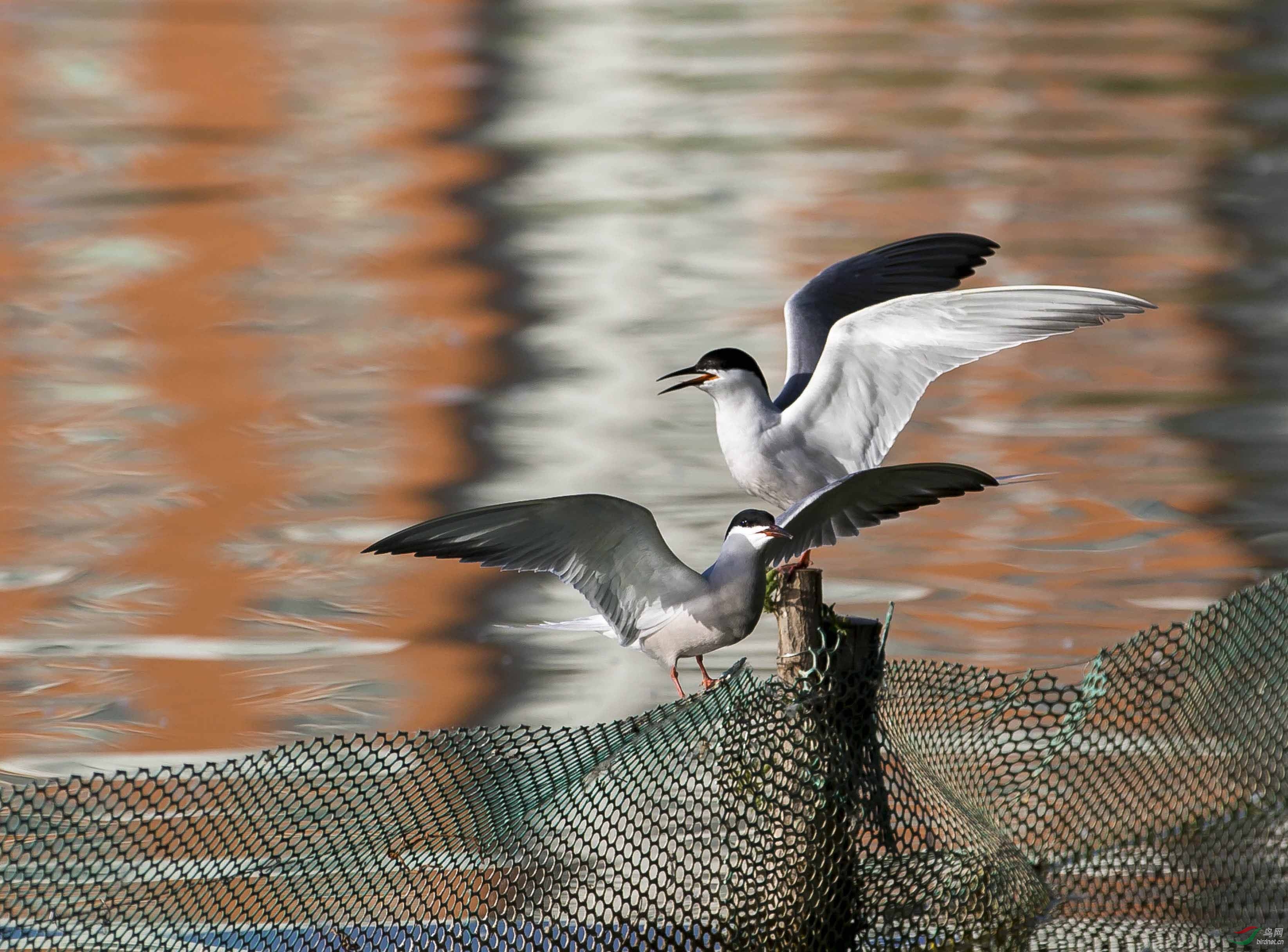 _C8Y7740 - ����.jpg